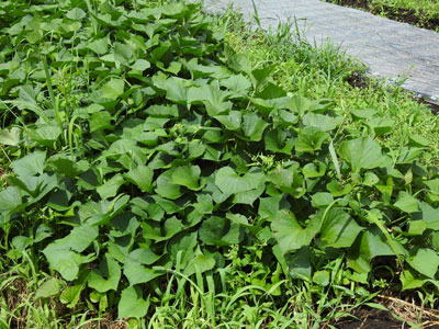 さつまいも栽培