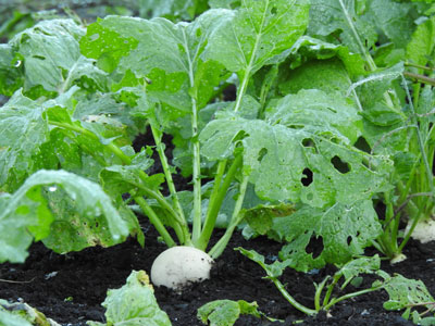 カブ栽培