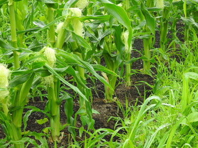 トウモロコシ栽培