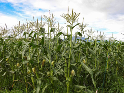 トウモロコシ栽培