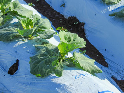 キャベツ栽培