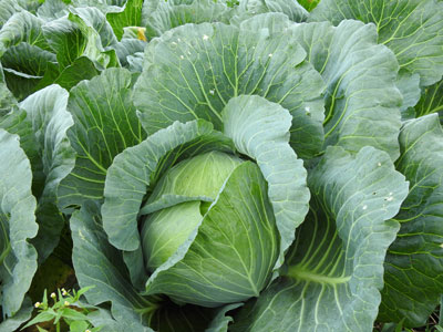 キャベツ栽培
