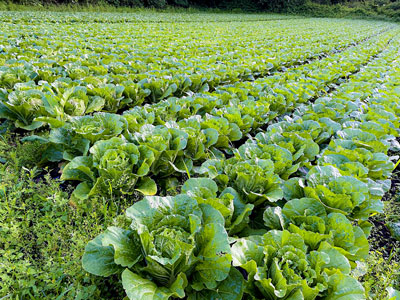 白菜栽培