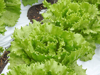 レタス栽培