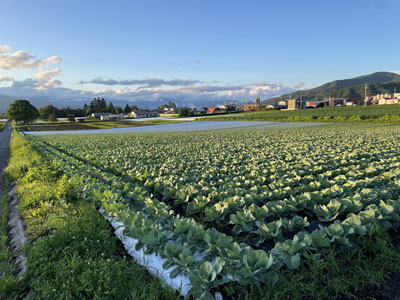キャベツ栽培