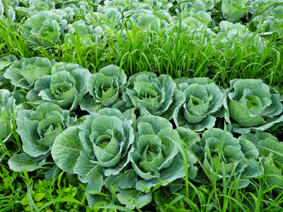 キャベツ栽培