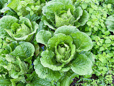 白菜栽培